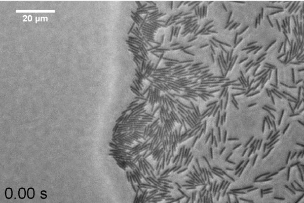 The advancing edge of a <i>B. subtilis</i> swarming colony
